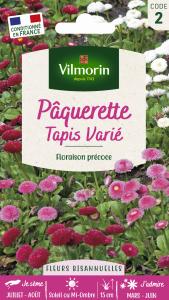 Pâquerette Tapis Varié